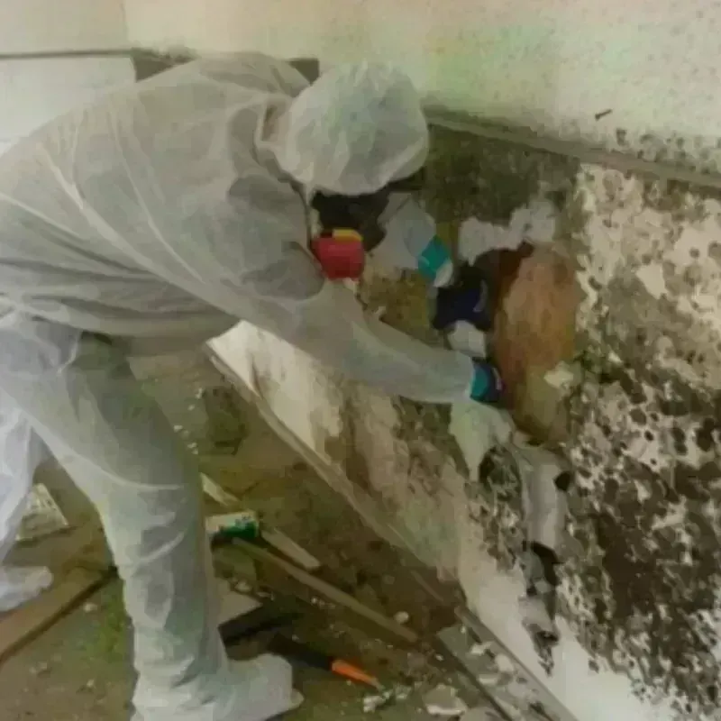 Mold Remediation and Removal in Duenweg, MO